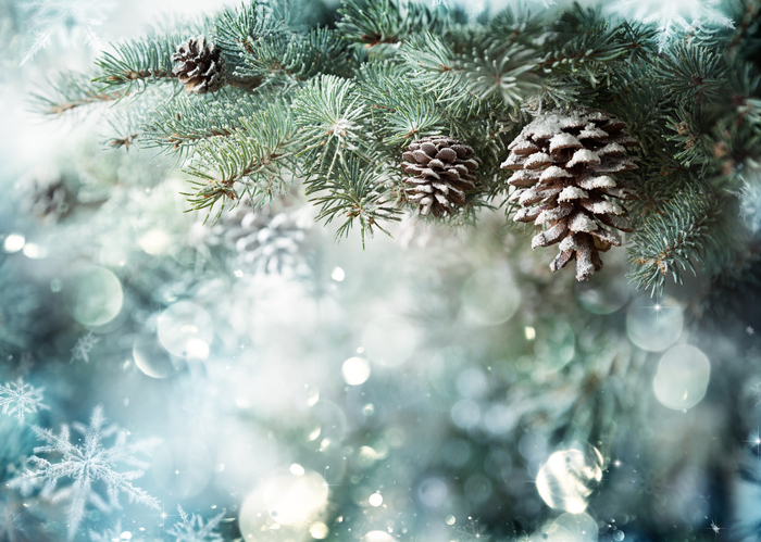 Fir Branch With Pine Cone And Snow Flakes